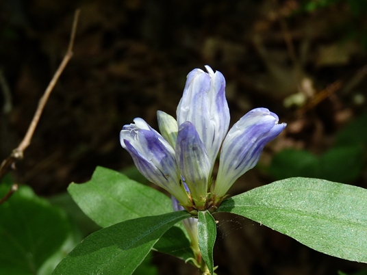 {Gentiana decora}